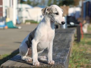 ウィペット子犬販売、女の子（牝、Female）、ホワイト＆ブリンドル、2019年9月11日産まれ、千葉県ブリーダー、おすわり、右側面、ID11710