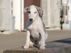 ウィペット子犬販売、女の子（牝、Female）、ホワイト＆ブリンドル、2019年9月11日産まれ、千葉県ブリーダー、おすわり、ID11710