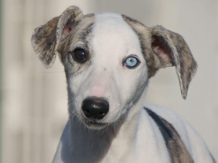 犬ブロンズ（ウィペット）68cm file.jpg