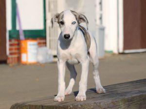 ウィペット子犬販売、女の子（牝、Female）、ホワイト＆ブリンドル、2019年9月11日産まれ、千葉県ブリーダー、正面、立ち姿、ID11710