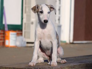 ウィペット子犬販売、女の子（牝、Female）、ホワイト＆ブリンドル、2019年9月11日産まれ、千葉県ブリーダー、おすわり、ID11710