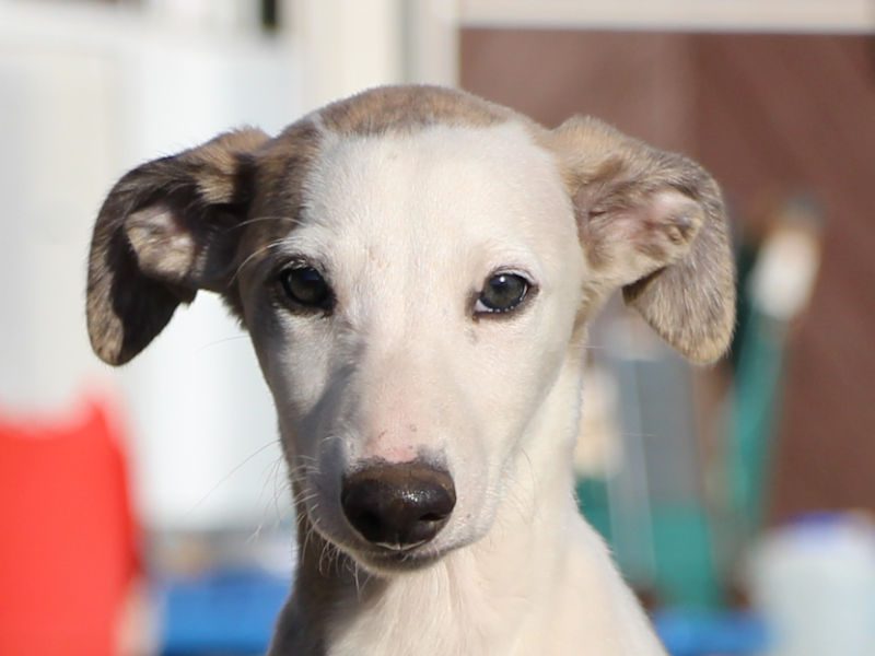 ウィペット子犬販売、男の子（牡、Male）、ホワイト＆ブリンドル、2019年9月11日産まれ、千葉県ブリーダー、お顔、ID11705