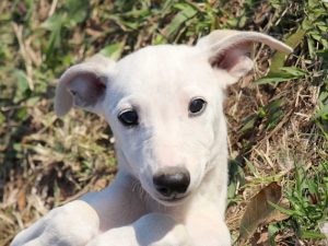 ウィペット子犬販売、男の子（牡、Male）、ホワイト＆ホーン、2019年9月11日産まれ、千葉県ブリーダー、お顔、ID11706