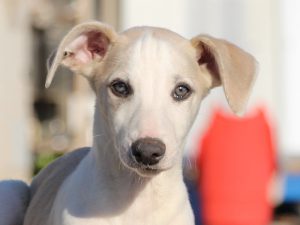 ウィペット子犬販売、男の子（牡、Male）、ホワイト＆ホーン、2019年9月11日産まれ、千葉県ブリーダー、お顔、ID11707