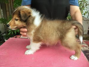 シェットランドシープドッグ（シェルティー）子犬販売情報、ID12161