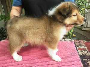 シェットランドシープドッグ（シェルティー）子犬販売情報、ID12161