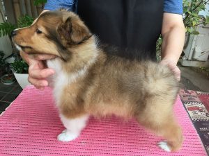 シェットランドシープドッグ（シェルティー）子犬販売情報、ID12162