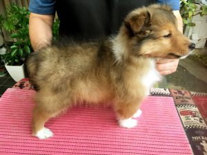 シェットランドシープドッグ（シェルティー）子犬販売情報、ID12162