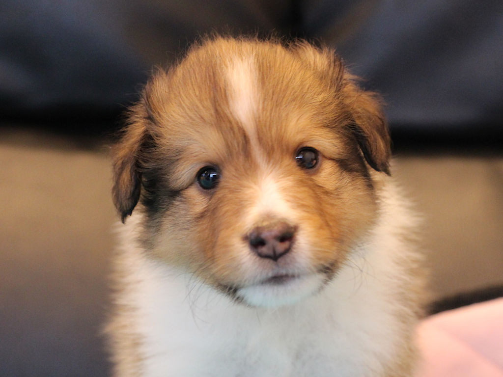 シェットランドシープドッグ（シェルティー）子犬販売、2025年03月21日産まれ、オス、セーブル＆ホワイト、JKC.CH.直子。両親遺伝子検査済。ID20250321001。お顔。