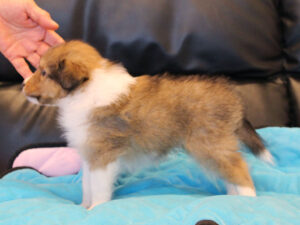 シェットランドシープドッグ（シェルティー）子犬販売、2025年03月21日産まれ、オス、セーブル＆ホワイト、JKC.CH.直子。両親遺伝子検査済。ID20250321001。左側面。