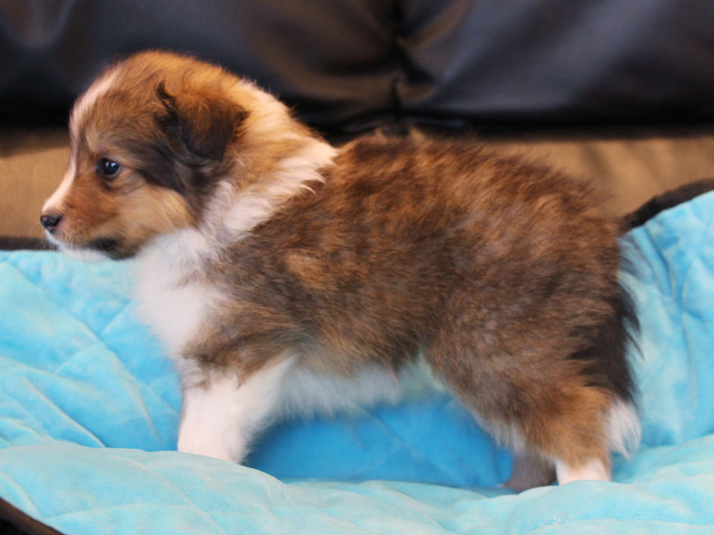 シェットランドシープドッグ（シェルティー）子犬販売、2025年03月21日産まれ、オス、セーブル＆ホワイト、JKC.CH.直子。両親遺伝子検査済。ID20250321002。左側面。