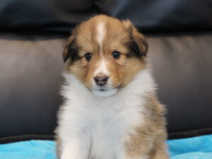 シェットランドシープドッグ（シェルティー）子犬販売、2025年03月21日産まれ、オス、セーブル＆ホワイト、JKC.CH.直子。両親遺伝子検査済。ID20250321001。おすわり3。