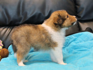 シェットランドシープドッグ（シェルティー）子犬販売、2025年03月21日産まれ、オス、セーブル＆ホワイト、JKC.CH.直子。両親遺伝子検査済。ID20250321001。右側面。