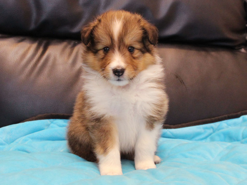 シェットランドシープドッグ（シェルティー）子犬販売、2025年03月21日産まれ、オス、セーブル＆ホワイト、JKC.CH.直子。両親遺伝子検査済。ID20250321002。おすわり、正面2。