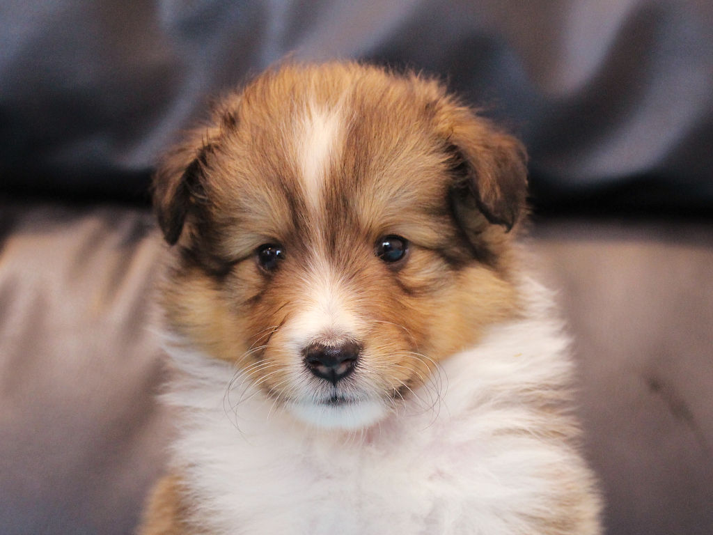 シェットランドシープドッグ（シェルティー）子犬販売、2025年03月21日産まれ、オス、セーブル＆ホワイト、JKC.CH.直子。両親遺伝子検査済。ID20250321002。お顔2。