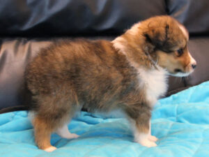 シェットランドシープドッグ（シェルティー）子犬販売、2025年03月21日産まれ、オス、セーブル＆ホワイト、JKC.CH.直子。両親遺伝子検査済。ID20250321002。右側面。