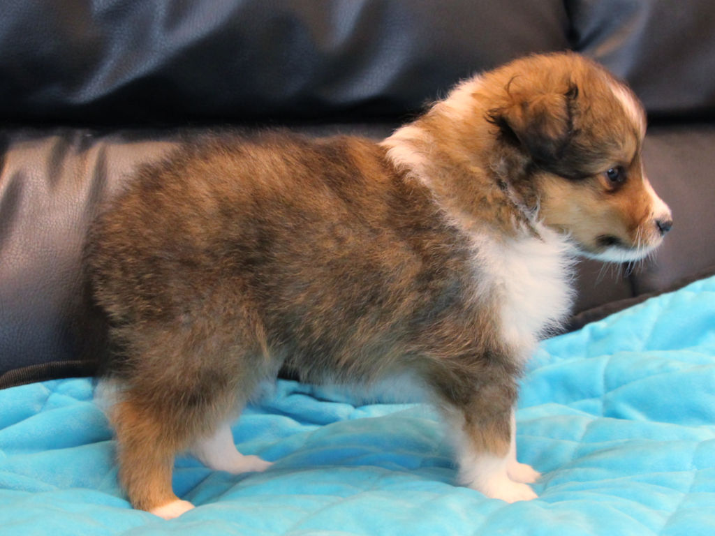 シェットランドシープドッグ（シェルティー）子犬販売、2025年03月21日産まれ、オス、セーブル＆ホワイト、JKC.CH.直子。両親遺伝子検査済。ID20250321002。右側面。