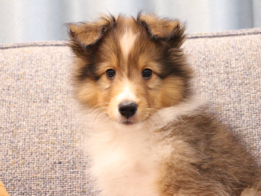 シェットランドシープドッグ（シェルティー）子犬販売、2025年03月21日産まれ、オス、セーブル＆ホワイト、JKC.CH.直子。両親遺伝子検査済。ID20250321002。2025年05月21日撮影。お顔2。