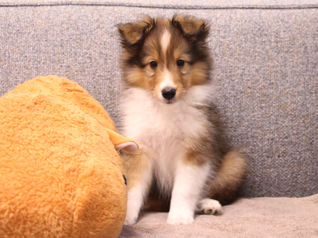 シェットランドシープドッグ（シェルティー）子犬販売、2025年03月21日産まれ、オス、セーブル＆ホワイト、JKC.CH.直子。両親遺伝子検査済。ID20250321002。2025年05月21日撮影。正面（おすわり）。