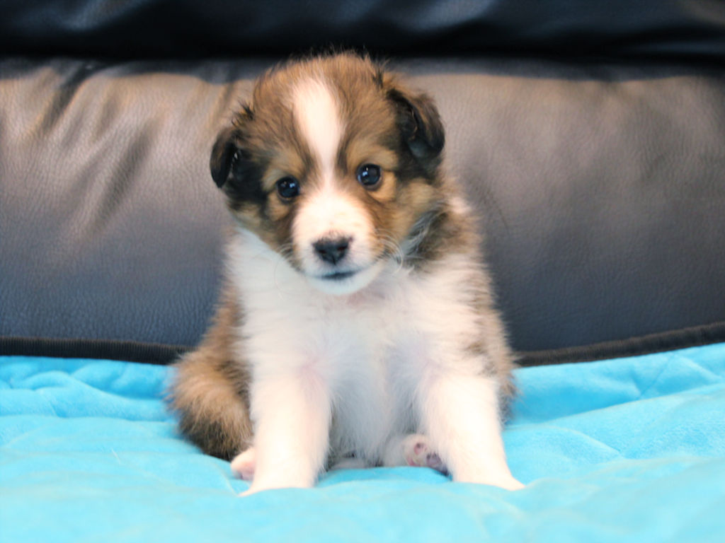 シェットランドシープドッグ（シェルティー）子犬販売、2025年03月21日産まれ、オス、セーブル＆ホワイト、JKC.CH.直子。両親遺伝子検査済。ID20250321003。おすわり2。