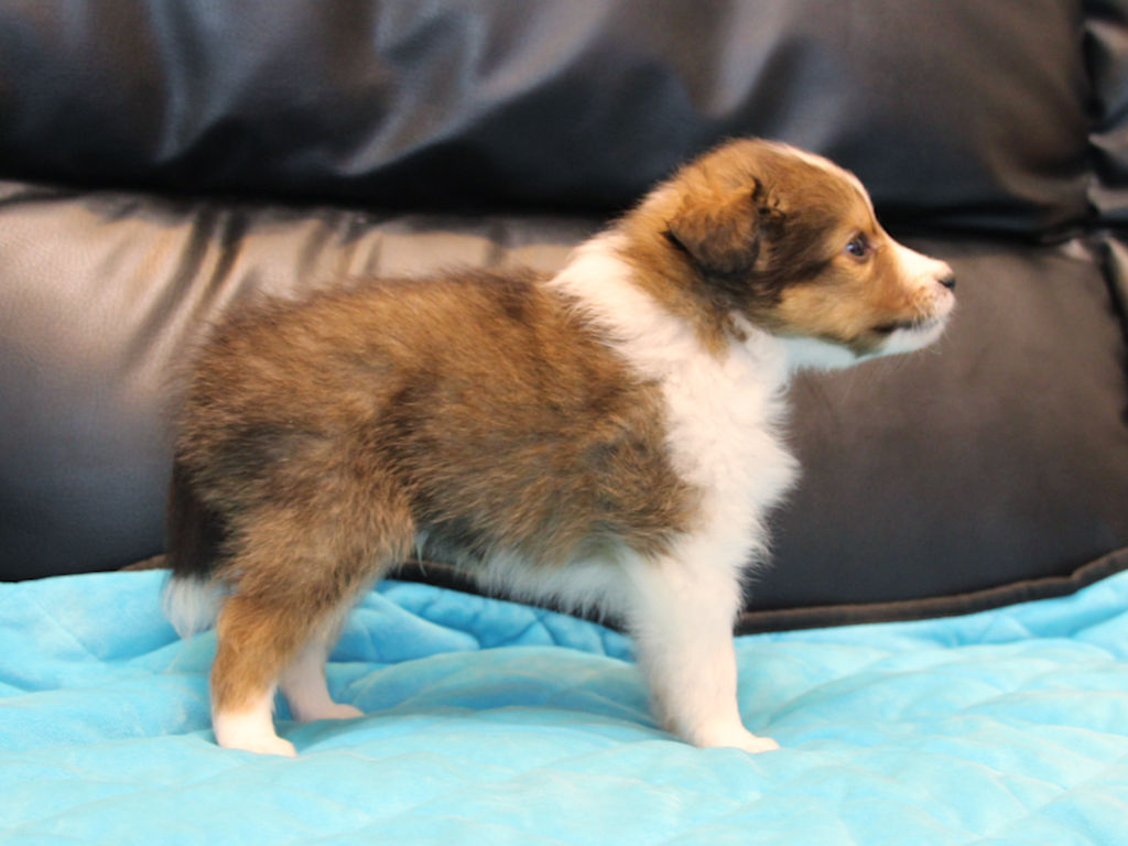 シェットランドシープドッグ（シェルティー）子犬販売、2025年03月21日産まれ、オス、セーブル＆ホワイト、JKC.CH.直子。両親遺伝子検査済。ID20250321003。右側面。