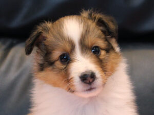 シェットランドシープドッグ（シェルティー）子犬販売、2025年03月21日産まれ、メス、セーブル＆ホワイト、JKC.CH.直子。両親遺伝子検査済。ID20250321004。お顔。