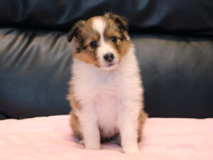 シェットランドシープドッグ（シェルティー）子犬販売、2025年03月21日産まれ、メス、セーブル＆ホワイト、JKC.CH.直子。両親遺伝子検査済。ID20250321004。おすわり。