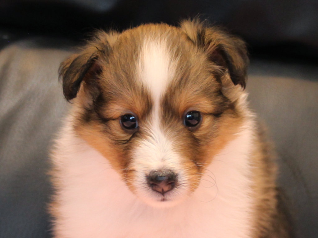 シェットランドシープドッグ（シェルティー）子犬販売、2025年03月21日産まれ、メス、セーブル＆ホワイト、JKC.CH.直子。両親遺伝子検査済。ID20250321004。お顔2。
