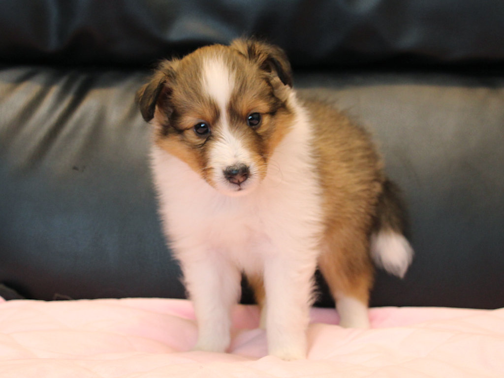 シェットランドシープドッグ（シェルティー）子犬販売、2025年03月21日産まれ、メス、セーブル＆ホワイト、JKC.CH.直子。両親遺伝子検査済。ID20250321004。正面、立ち姿2。