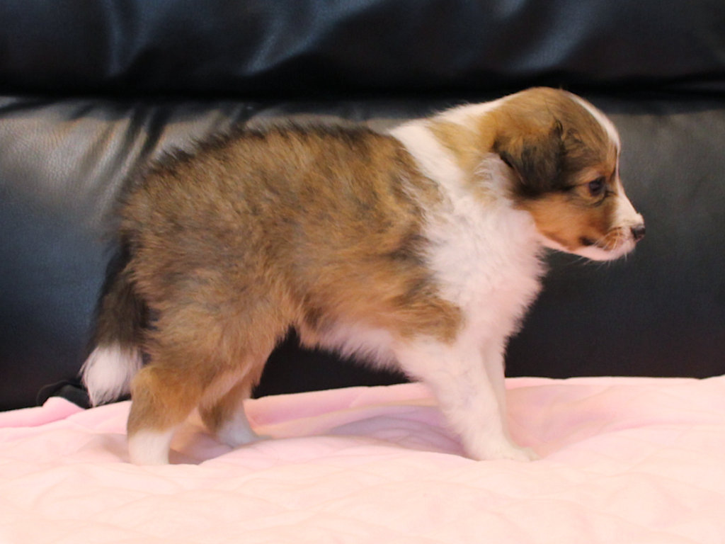 シェットランドシープドッグ（シェルティー）子犬販売、2025年03月21日産まれ、メス、セーブル＆ホワイト、JKC.CH.直子。両親遺伝子検査済。ID20250321004。右側面。