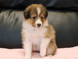 シェットランドシープドッグ（シェルティー）子犬販売、2025年03月21日産まれ、メス、セーブル＆ホワイト、JKC.CH.直子。両親遺伝子検査済。ID20250321005。おすわり2。