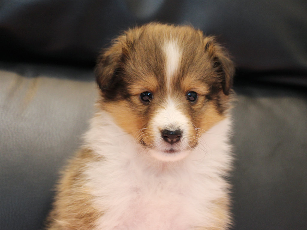 シェットランドシープドッグ（シェルティー）子犬販売、2025年03月21日産まれ、メス、セーブル＆ホワイト、JKC.CH.直子。両親遺伝子検査済。ID20250321005。お顔。