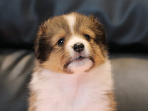 シェットランドシープドッグ（シェルティー）子犬販売、2025年03月21日産まれ、メス、セーブル＆ホワイト、JKC.CH.直子。両親遺伝子検査済。ID20250321005。お顔2。