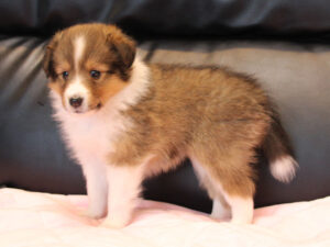シェットランドシープドッグ（シェルティー）子犬販売、2025年03月21日産まれ、メス、セーブル＆ホワイト、JKC.CH.直子。両親遺伝子検査済。ID20250321005。お顔、左側面。