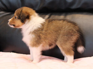 シェットランドシープドッグ（シェルティー）子犬販売、2025年03月21日産まれ、メス、セーブル＆ホワイト、JKC.CH.直子。両親遺伝子検査済。ID20250321005。左側面。