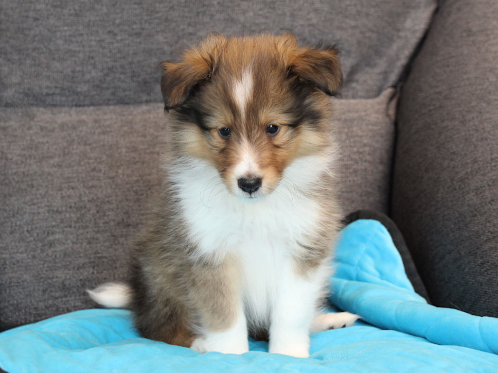 シェットランドシープドッグ（シェルティー）子犬販売、2025年03月21日産まれ、オス、セーブル＆ホワイト、JKC.CH.直子、両親遺伝子検査済、ID20250321002。2025年05月07日撮影。おすわり6
