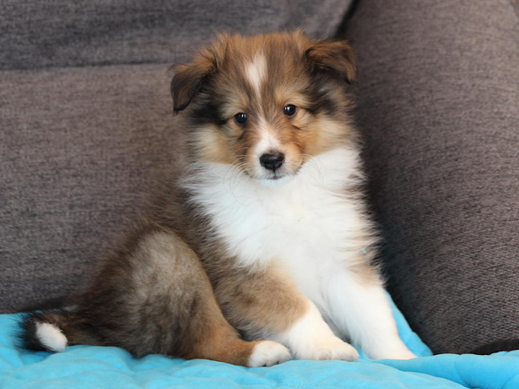 シェットランドシープドッグ（シェルティー）子犬販売、2025年03月21日産まれ、オス、セーブル＆ホワイト、JKC.CH.直子、両親遺伝子検査済、ID20250321002。2025年05月07日撮影。おすわり5