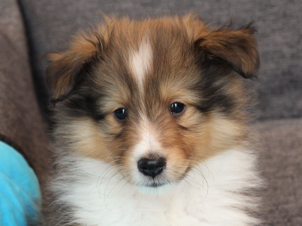 シェットランドシープドッグ（シェルティー）子犬販売、2025年03月21日産まれ、オス、セーブル＆ホワイト、JKC.CH.直子、両親遺伝子検査済、ID20250321002。2025年05月07日撮影。お顔2。