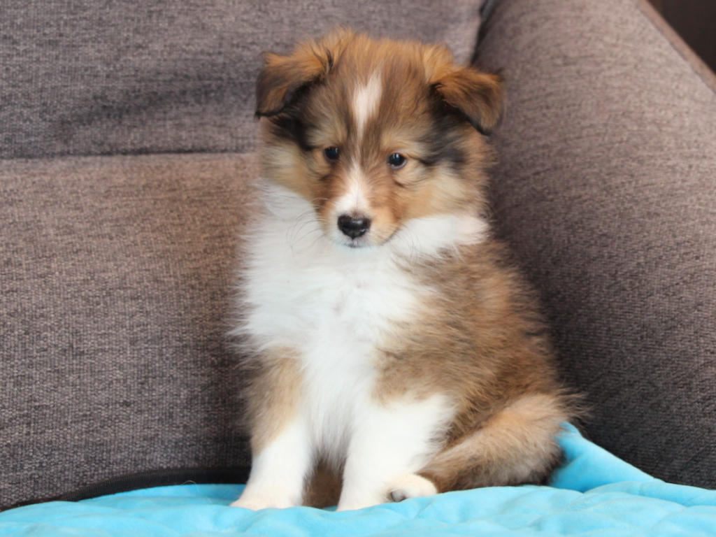 シェットランドシープドッグ（シェルティー）子犬販売、2025年03月21日産まれ、オス、セーブル＆ホワイト、JKC.CH.直子、両親遺伝子検査済、ID20250321002。2025年05月07日撮影。おすわり2。