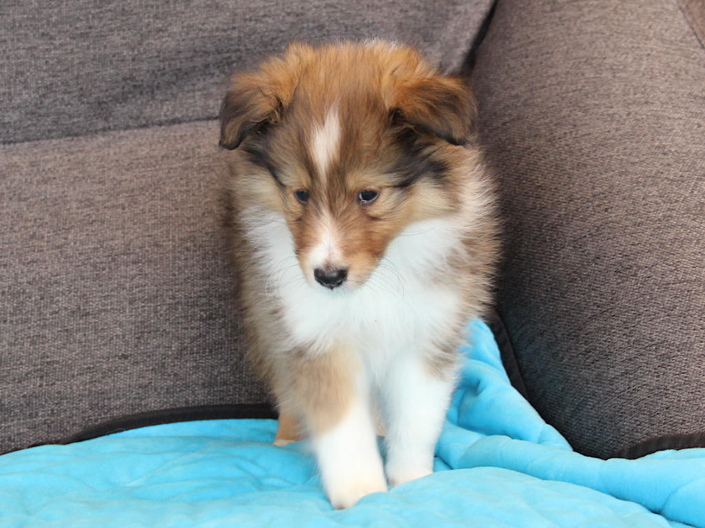 シェットランドシープドッグ（シェルティー）子犬販売、2025年03月21日産まれ、オス、セーブル＆ホワイト、JKC.CH.直子、両親遺伝子検査済、ID20250321002。2025年05月07日撮影。立ち姿4。