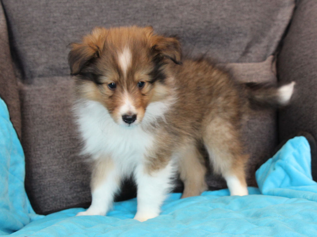 シェットランドシープドッグ（シェルティー）子犬販売、2025年03月21日産まれ、オス、セーブル＆ホワイト、JKC.CH.直子、両親遺伝子検査済、ID20250321002。2025年05月07日撮影。立ち姿。