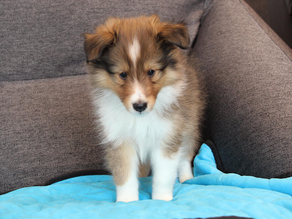 シェットランドシープドッグ（シェルティー）子犬販売、2025年03月21日産まれ、オス、セーブル＆ホワイト、JKC.CH.直子、両親遺伝子検査済、ID20250321002。2025年05月07日撮影。立ち姿3