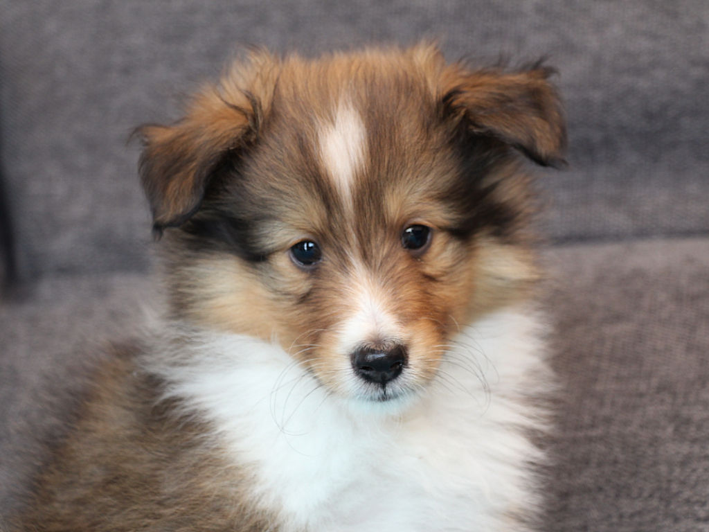 シェットランドシープドッグ（シェルティー）子犬販売、2025年03月21日産まれ、オス、セーブル＆ホワイト、JKC.CH.直子、両親遺伝子検査済、ID20250321002。2025年05月07日撮影。お顔。