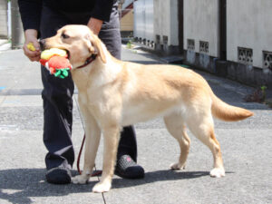ラブラドールレトリーバー子犬販売、メス、イエロー、2024年06月05日産まれ、神奈川県横浜市ブリーダー、ID20250406001。立ち姿、左側面。