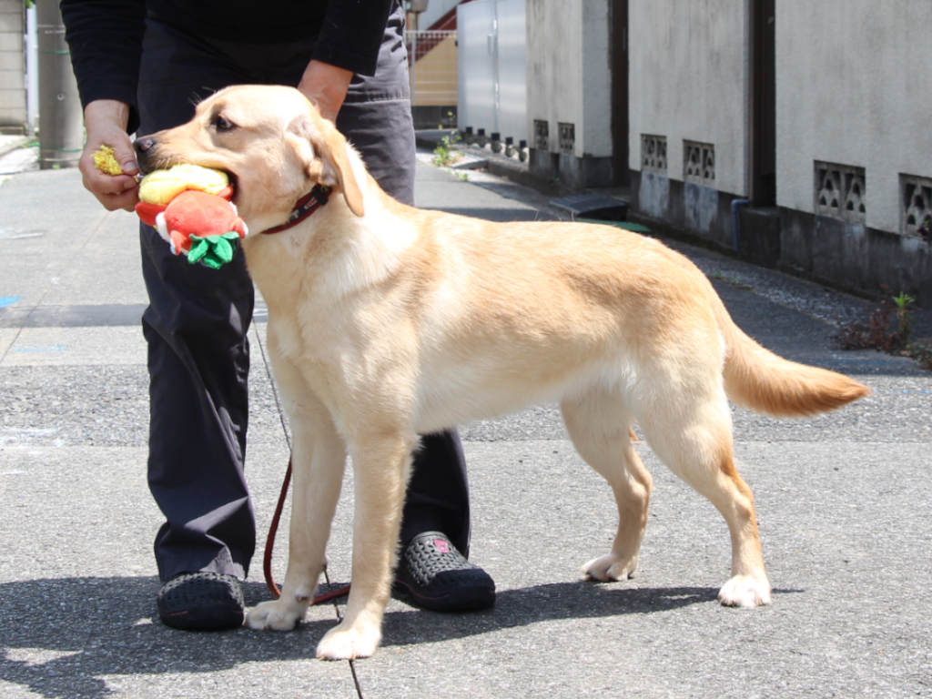 ラブラドールレトリーバー子犬販売、メス、イエロー、2024年06月05日産まれ、神奈川県横浜市ブリーダー、ID20250406001。立ち姿、左側面。