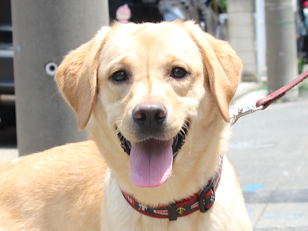 ラブラドールレトリーバー子犬販売、メス、イエロー、2024年06月05日産まれ、神奈川県横浜市ブリーダー、ID20250406001。お顔2