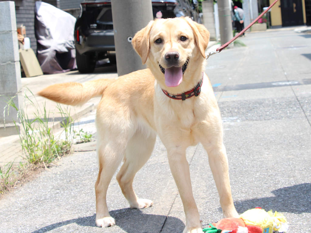 ラブラドールレトリーバー子犬販売、メス、イエロー、2024年06月05日産まれ、神奈川県横浜市ブリーダー、ID20250406001。立ち姿。