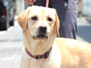 ラブラドールレトリーバー子犬販売、メス、イエロー、2024年06月05日産まれ、神奈川県横浜市ブリーダー、ID20250406001。お顔3