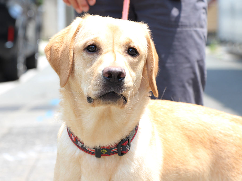 ラブラドールレトリーバー子犬販売、メス、イエロー、2024年06月05日産まれ、神奈川県横浜市ブリーダー、ID20250406001。お顔3