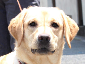 ラブラドールレトリーバー子犬販売、メス、イエロー、2024年06月05日産まれ、神奈川県横浜市ブリーダー、ID20250406001。お顔